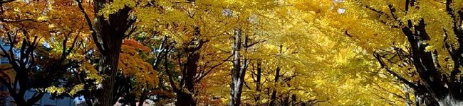 葉山葵's header image