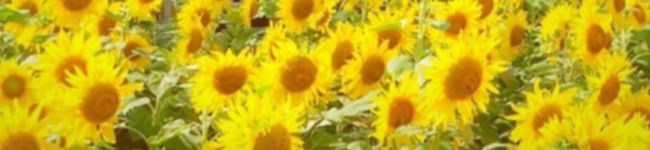 あちゃこずキッチン's header image