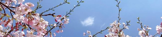 さぁーみー's header image