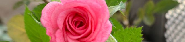 クックW9XOWV☆'s header image