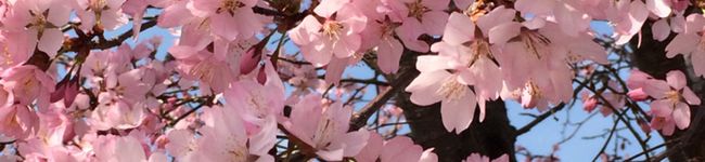 はる❀'s header image