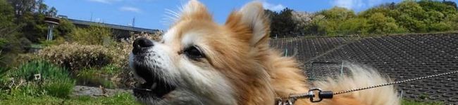 Qooちゃん大好き's header image