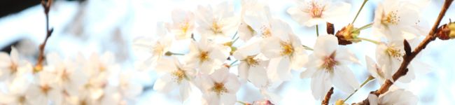 さらさ◎'s header image