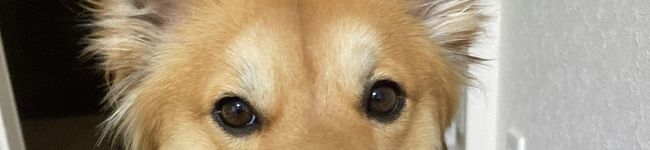＊ゆか＊らむ＊'s header image