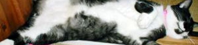 クマンヌ's header image