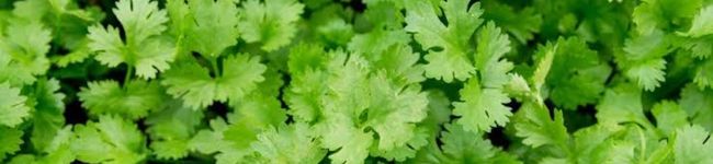 野菜が好きです's header image