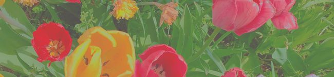 Hainann's header image