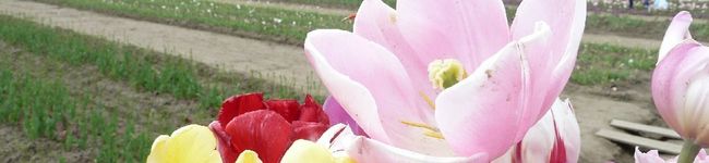 Studio♡R's header image