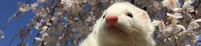 ちぃこむ's header image