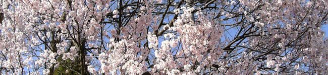 nmck3946's header image