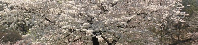 万風の昔's header image