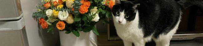 猫のヨン's header image