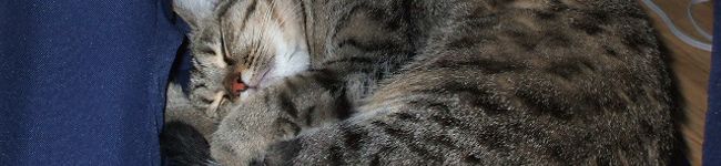 ivuponta's header image