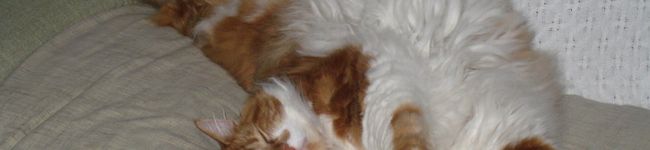ubamama's header image