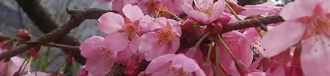 ミヤビザクラ's header image