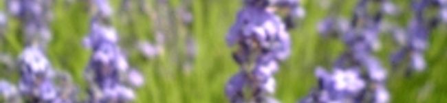 gurim0c0's header image