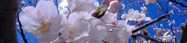Natural cooking's header image