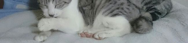ちっけはloki's header image