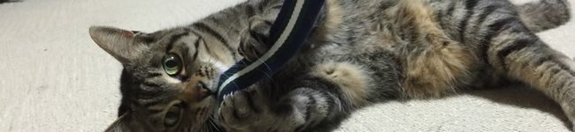 ハナサキ's header image