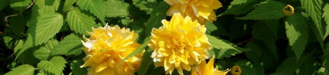 桂☆花's header image