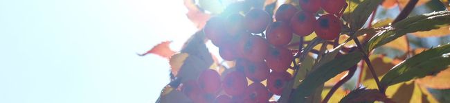 洋食屋みさわ's header image