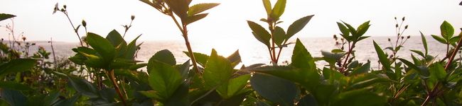 ocanan's header image