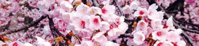 doi8ro's header image