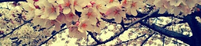 ＊たあ＊'s header image
