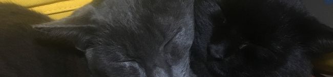くっきーing☆'s header image