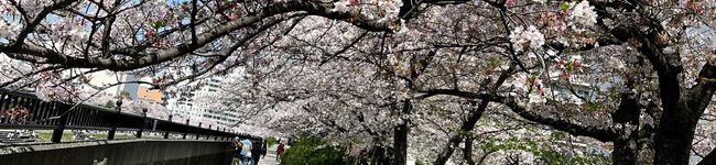 chyrrypie's header image