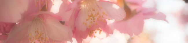 yukaouji's header image