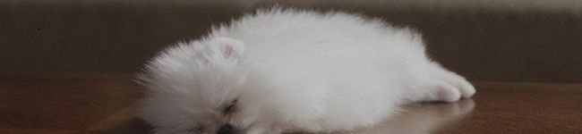♡puresnow♡'s header image