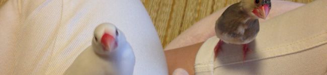 フェアリー０９２２'s header image