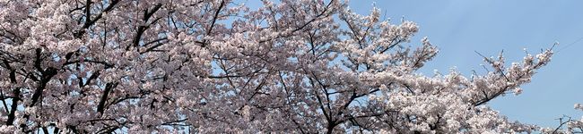 hirogumby's header image