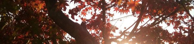 ❀ゆきか❀'s header image