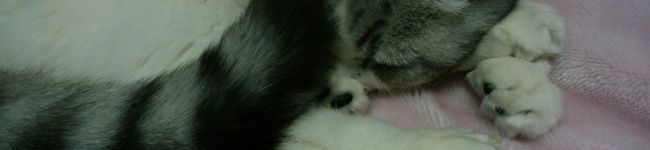 ALBA☆RAMU's header image