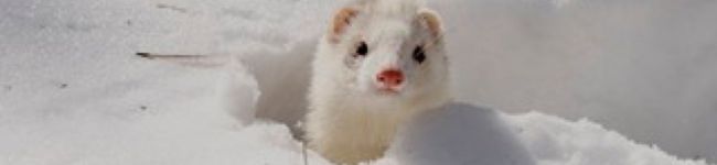あすまるクッキング's header image