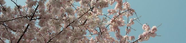 坂田夫婦's header image