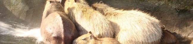 ＰＩＹＯＲＩＮ's header image