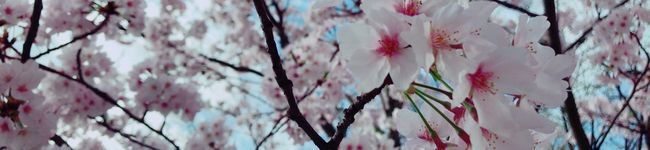 ｃｈｉｋａｍａｍｅ's header image