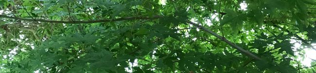 卯月子's header image