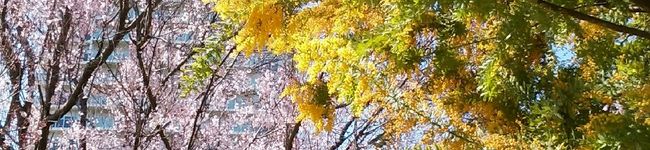 みかんッピ▽・ｗ・▽'s header image