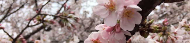 書道家なちゅ's header image