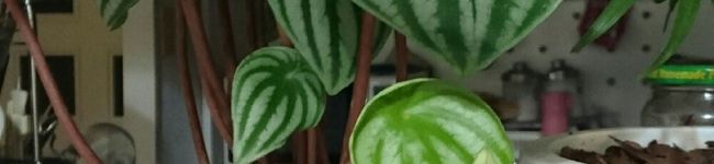 みーピノコ's header image