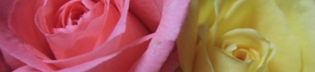 ariatowa's header image