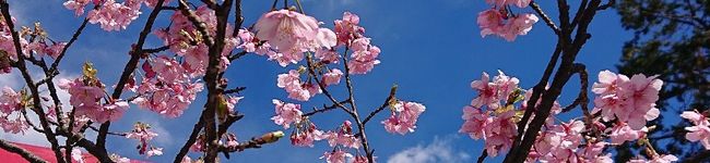 カテラ's header image