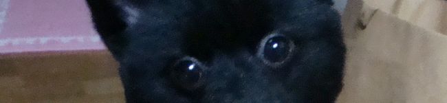 *あげは*'s header image