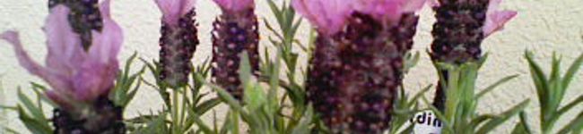 hana2008's header image