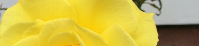 daeu_ma's header image