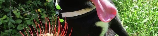 Lutzママ's header image